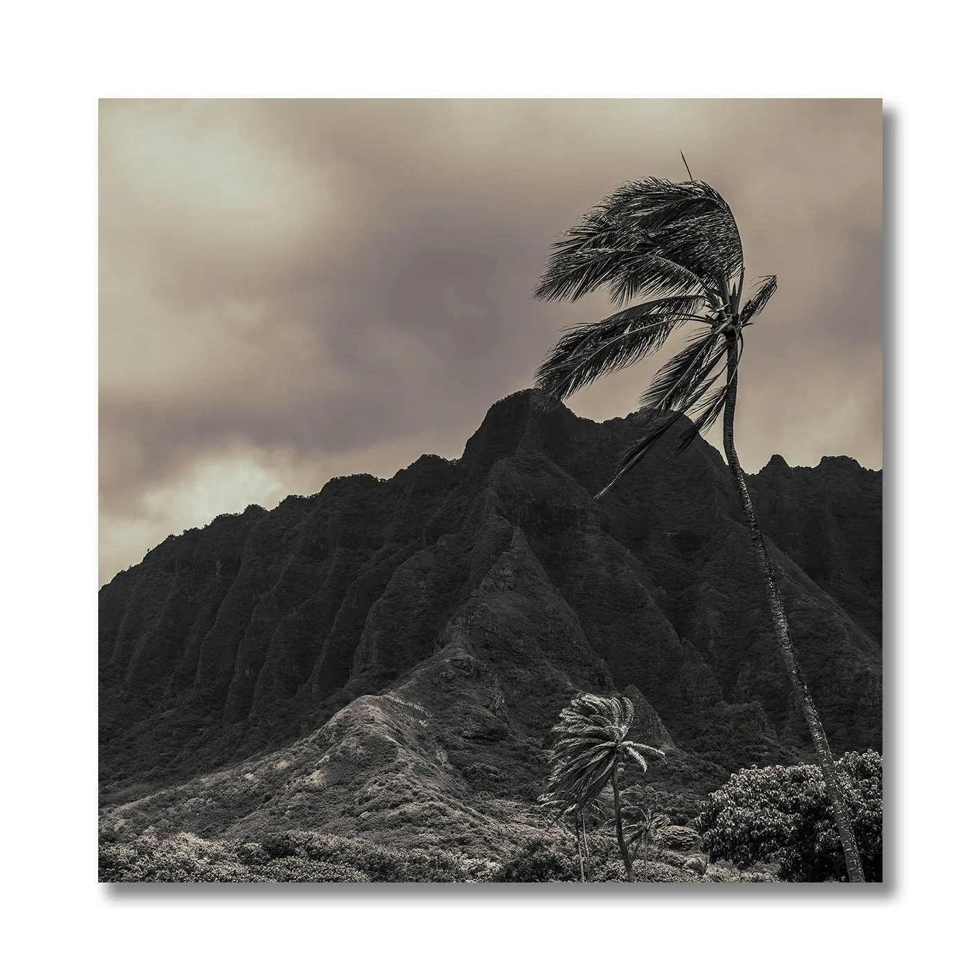black and white hawaii mountain landscape with palm trees photograph
