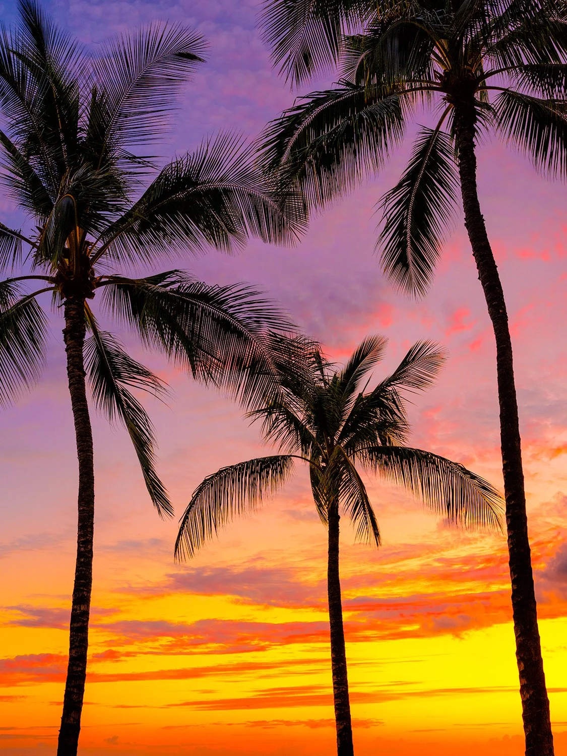 Hawaiian sunset palm trees fine art photography by nikart