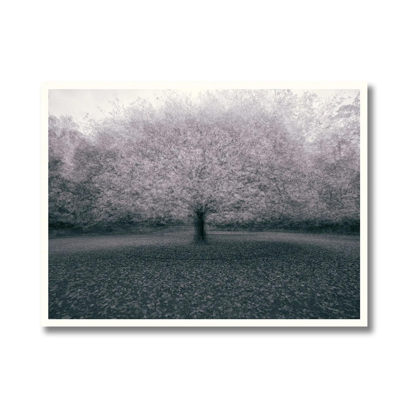 Atmospheric black and white multiple exposure tree photograph with layered movement on Fujifilm X-T5