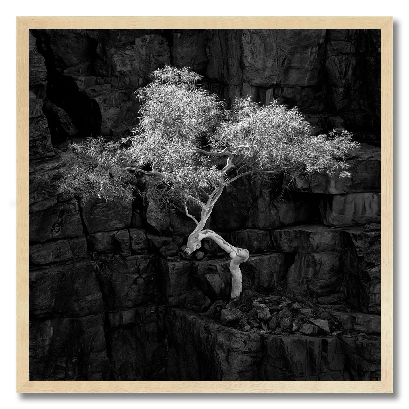 black and white photograph of ghost gum growing on rock face west macdonnell ranges