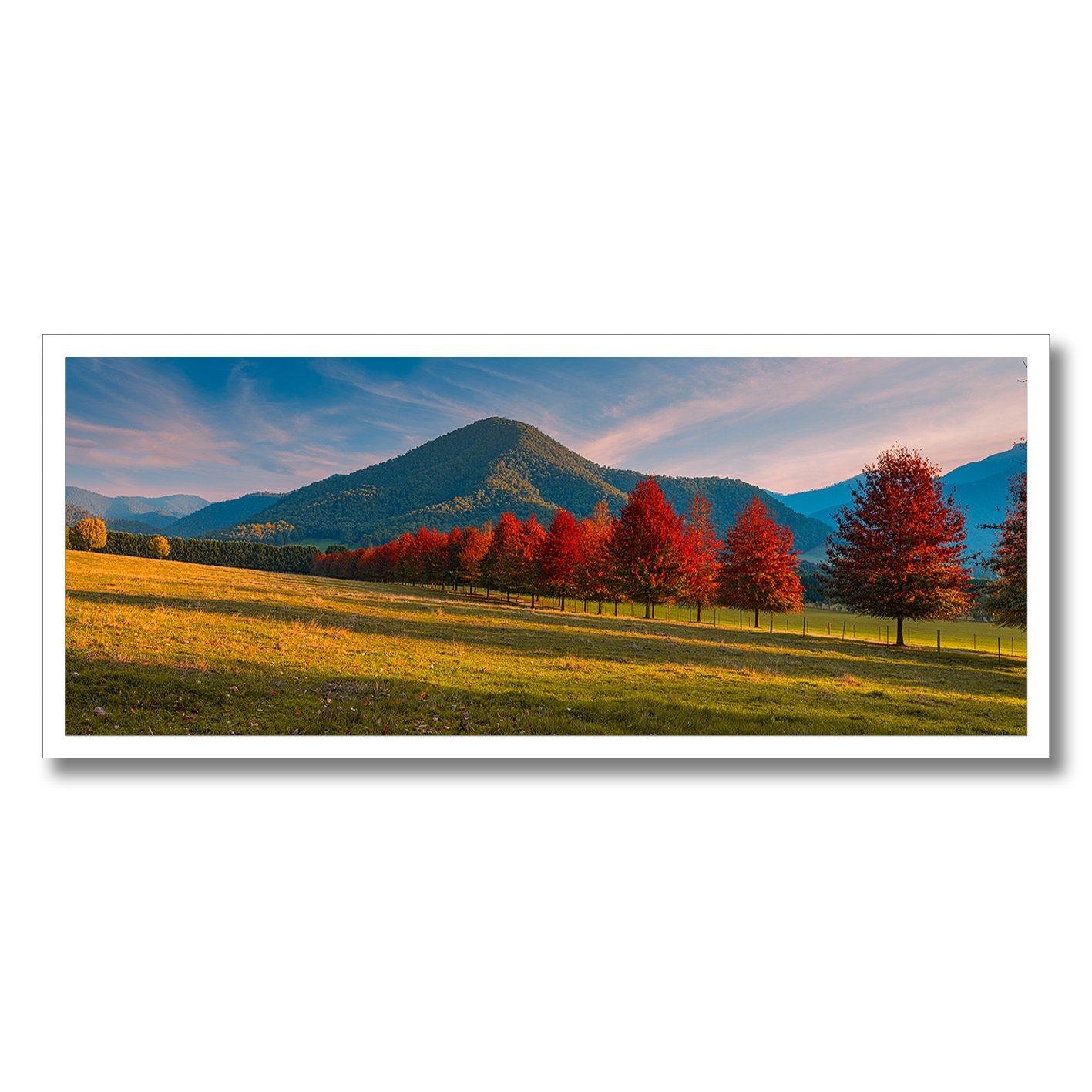 fine art photograph of autumn trees in buckland valley victoria with mountain backdrop
