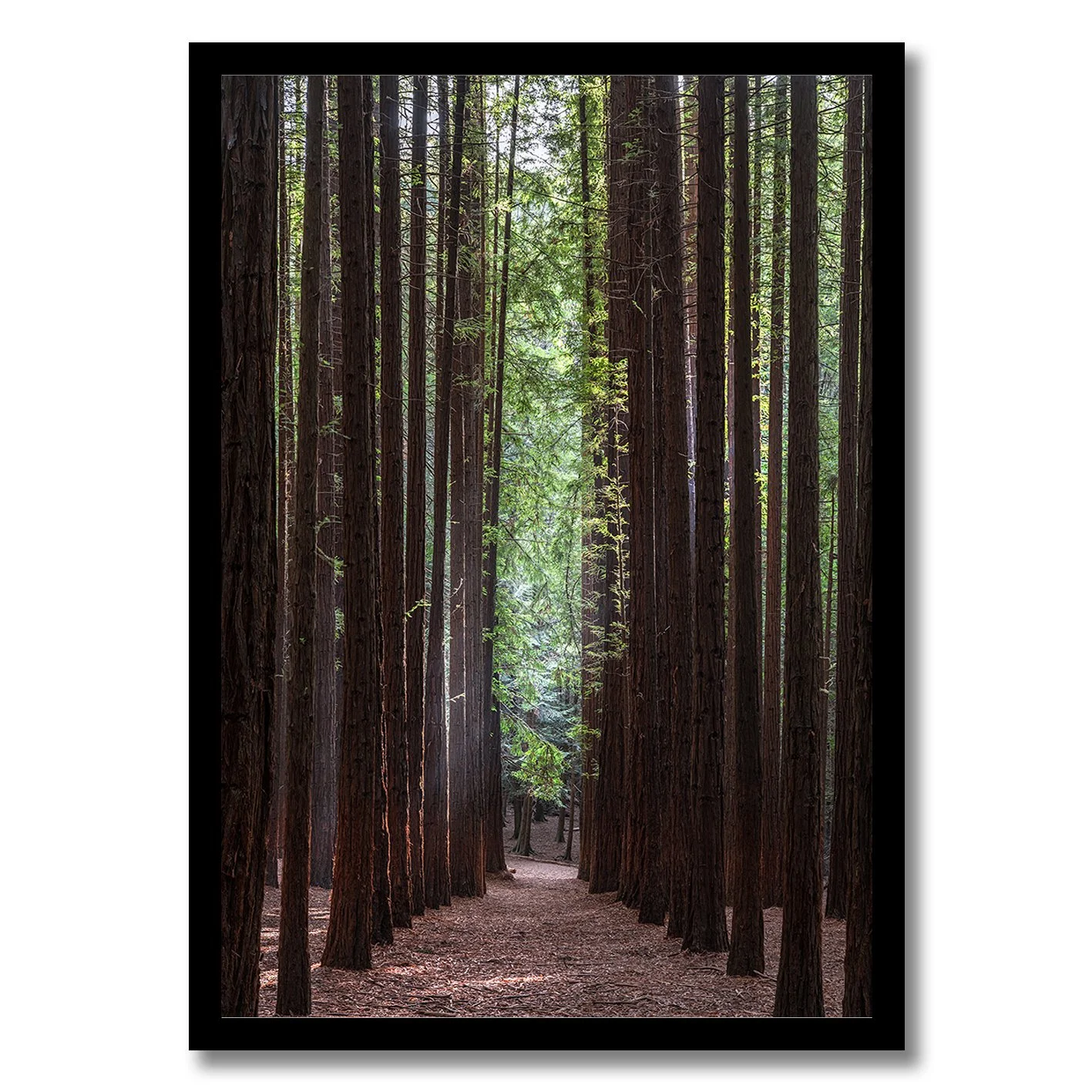 Redwood forest photograph with tall straight trees and central pathway