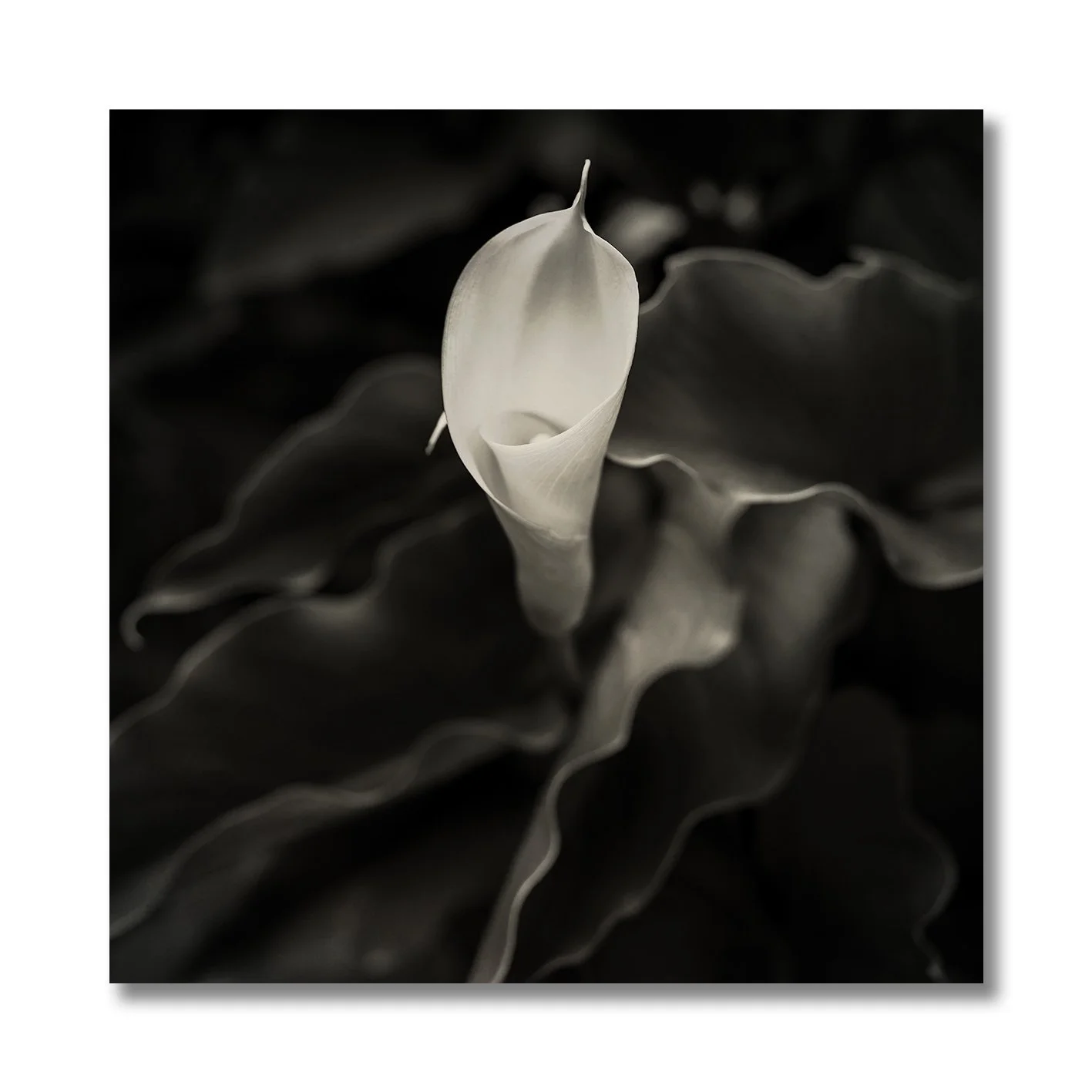 black and white photograph of a single calla lily flower close up