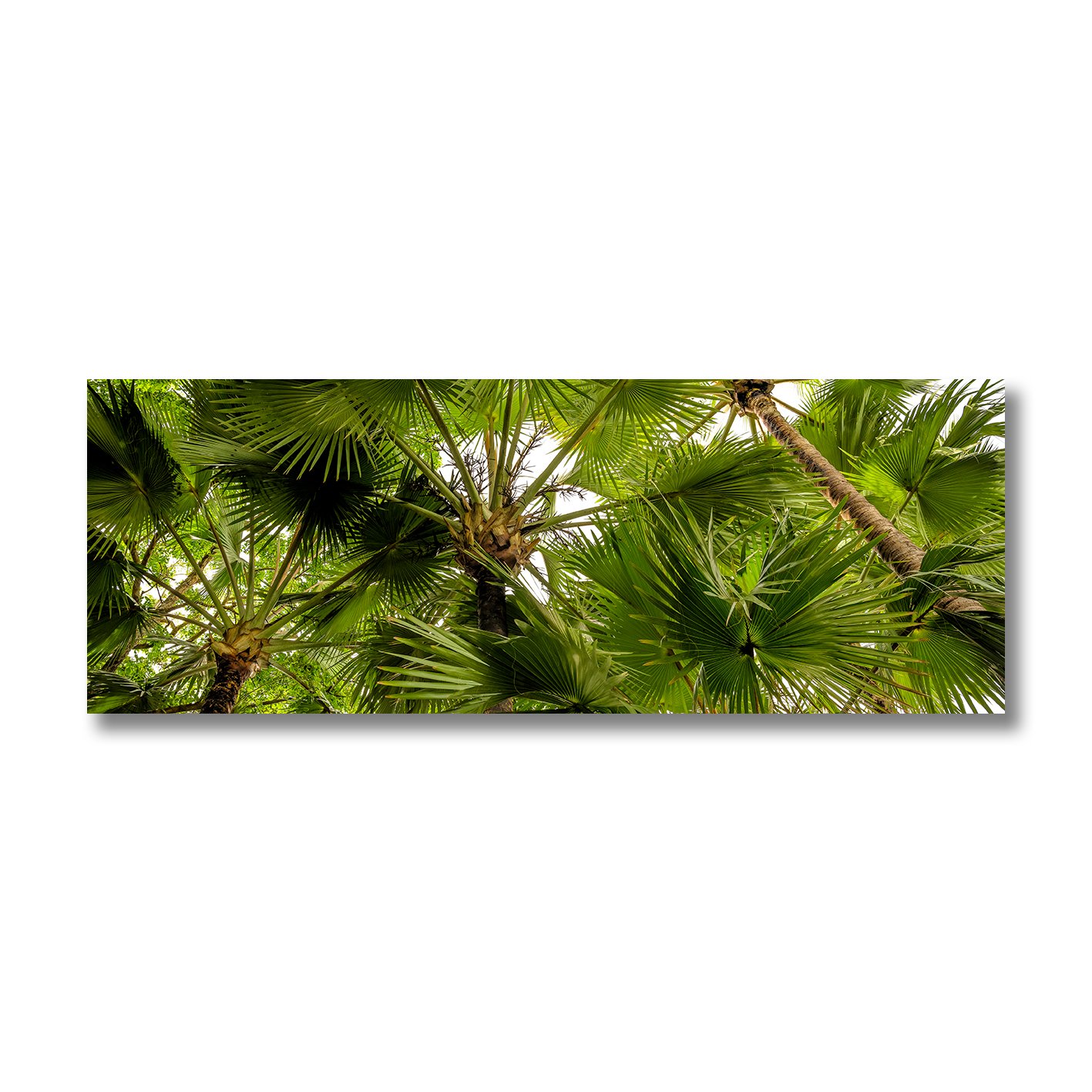 fine art photograph of daintree rainforest canopy in queensland with tropical palm leaves