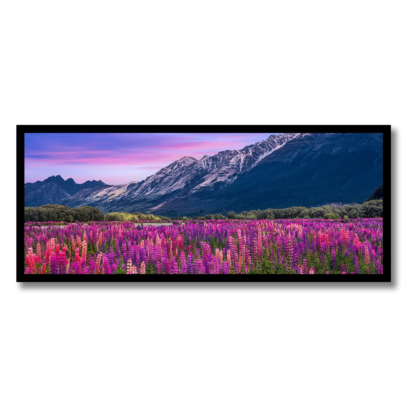 fine art photograph of lupin flowers in bloom with snow covered mountains in new zealand