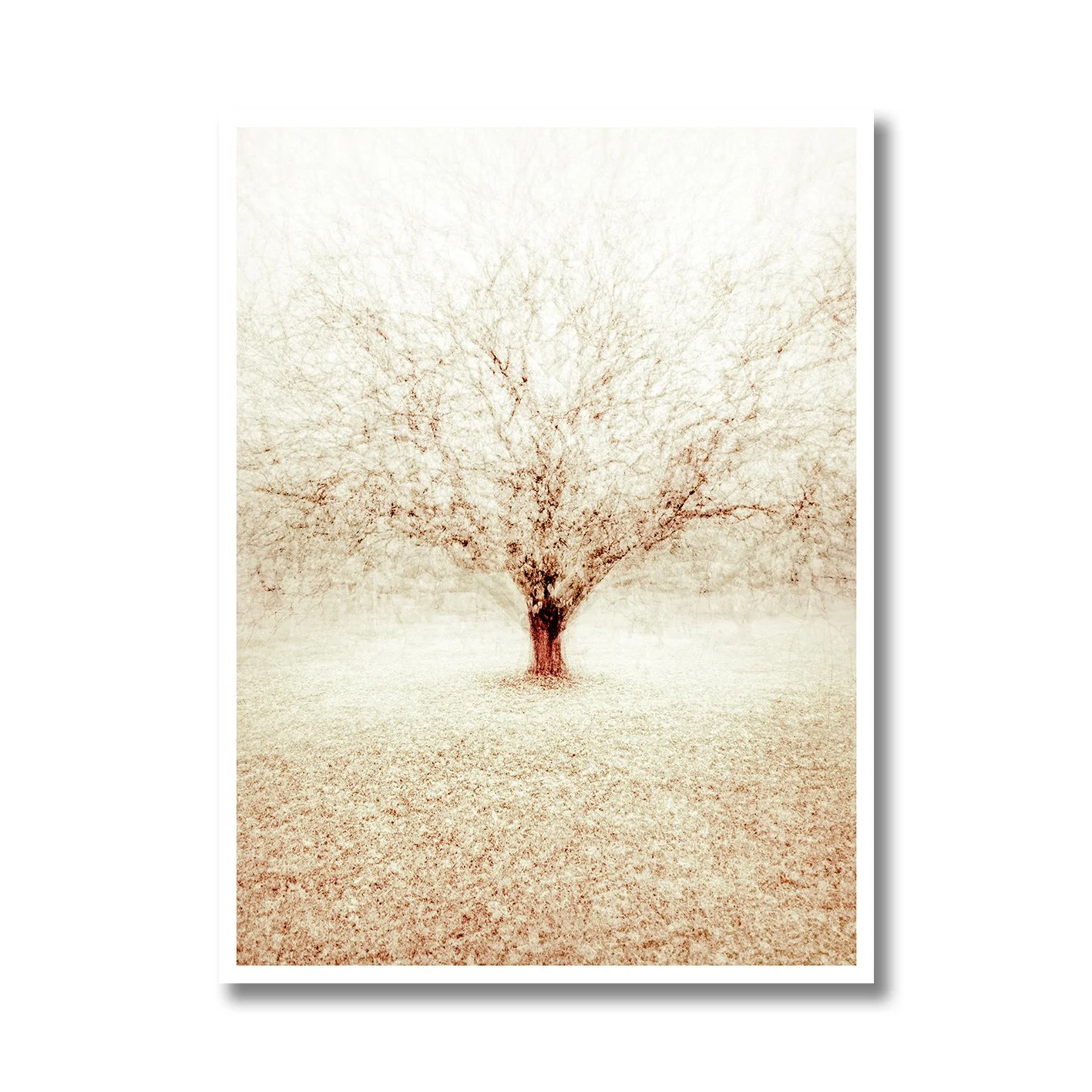 Fine art photograph of a solitary winter tree with layered branches in soft atmospheric tones