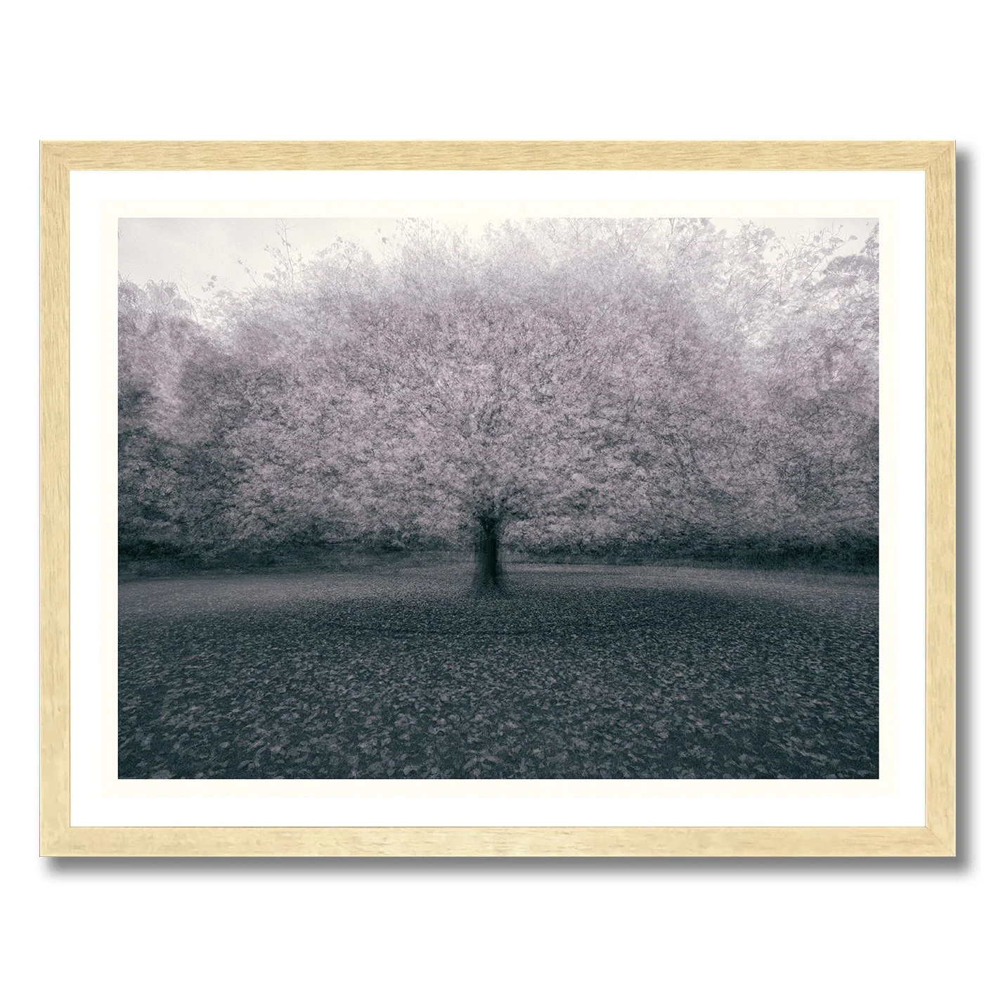 Monochromatic multiple exposure tree photograph with soft atmospheric motion