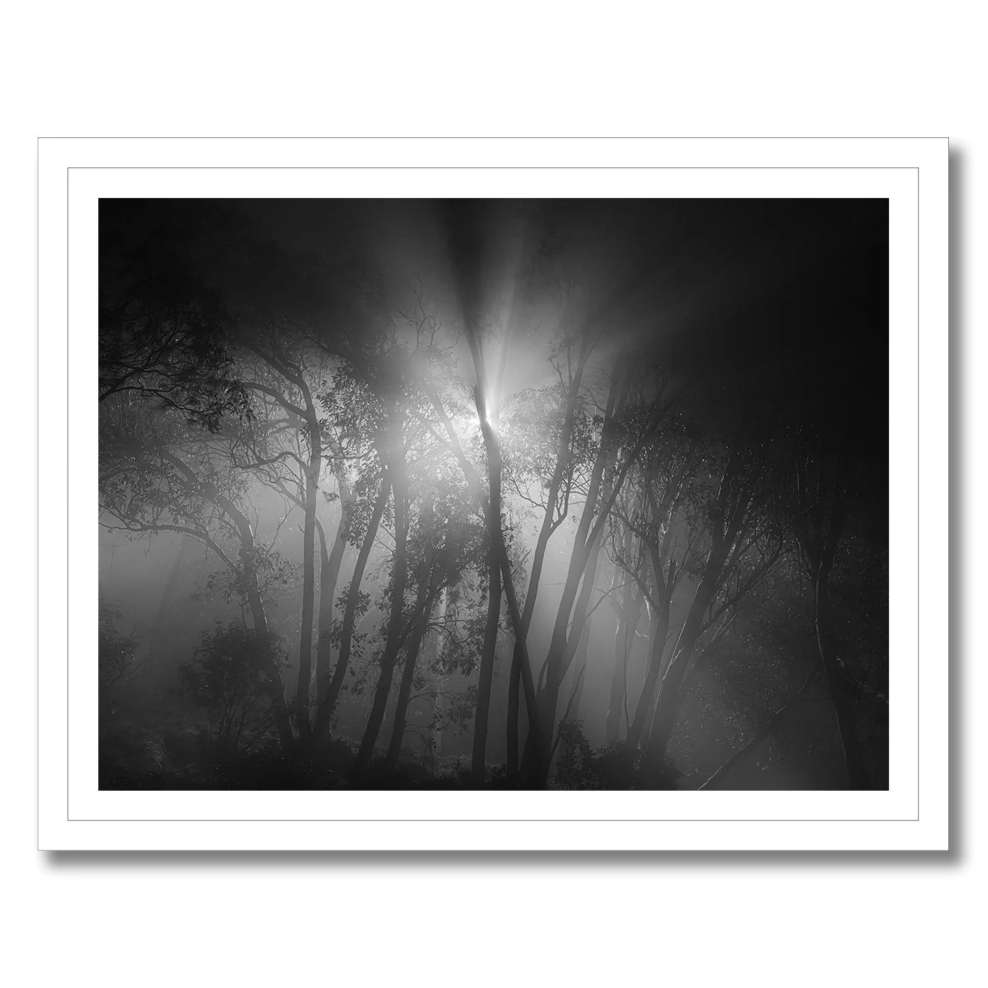 Black and white forest photograph with light beams and mist at night