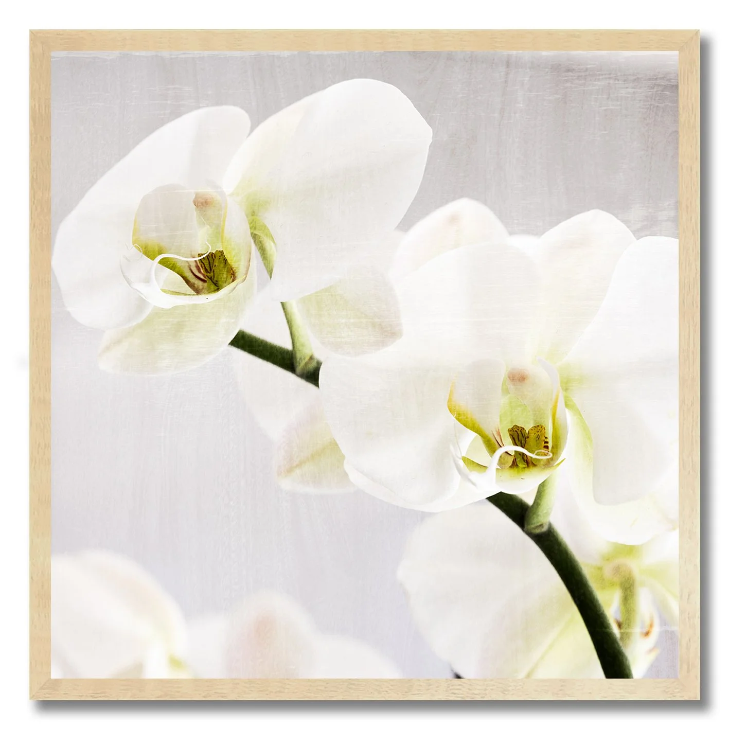 fine art photograph of white orchids with soft natural light and texture