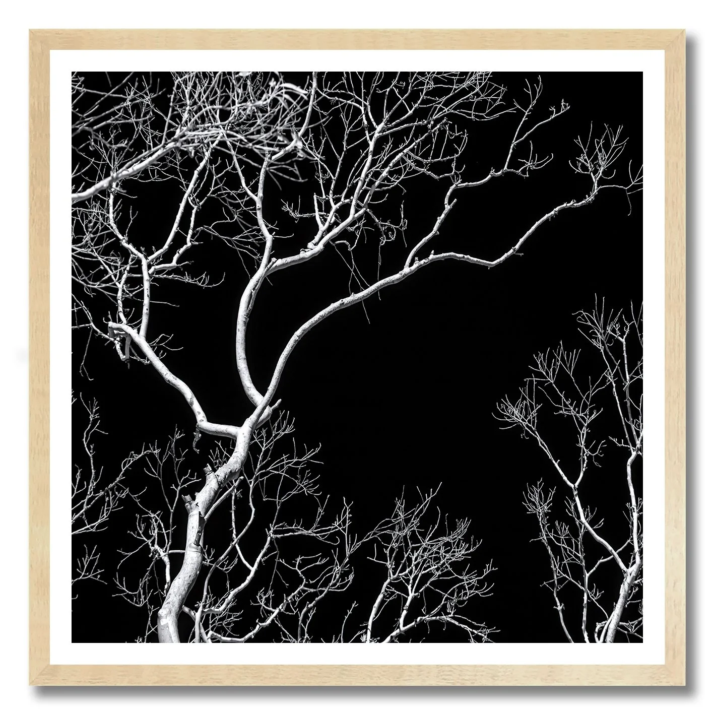 Black and white photograph of bare tree branches against a dark night sky
