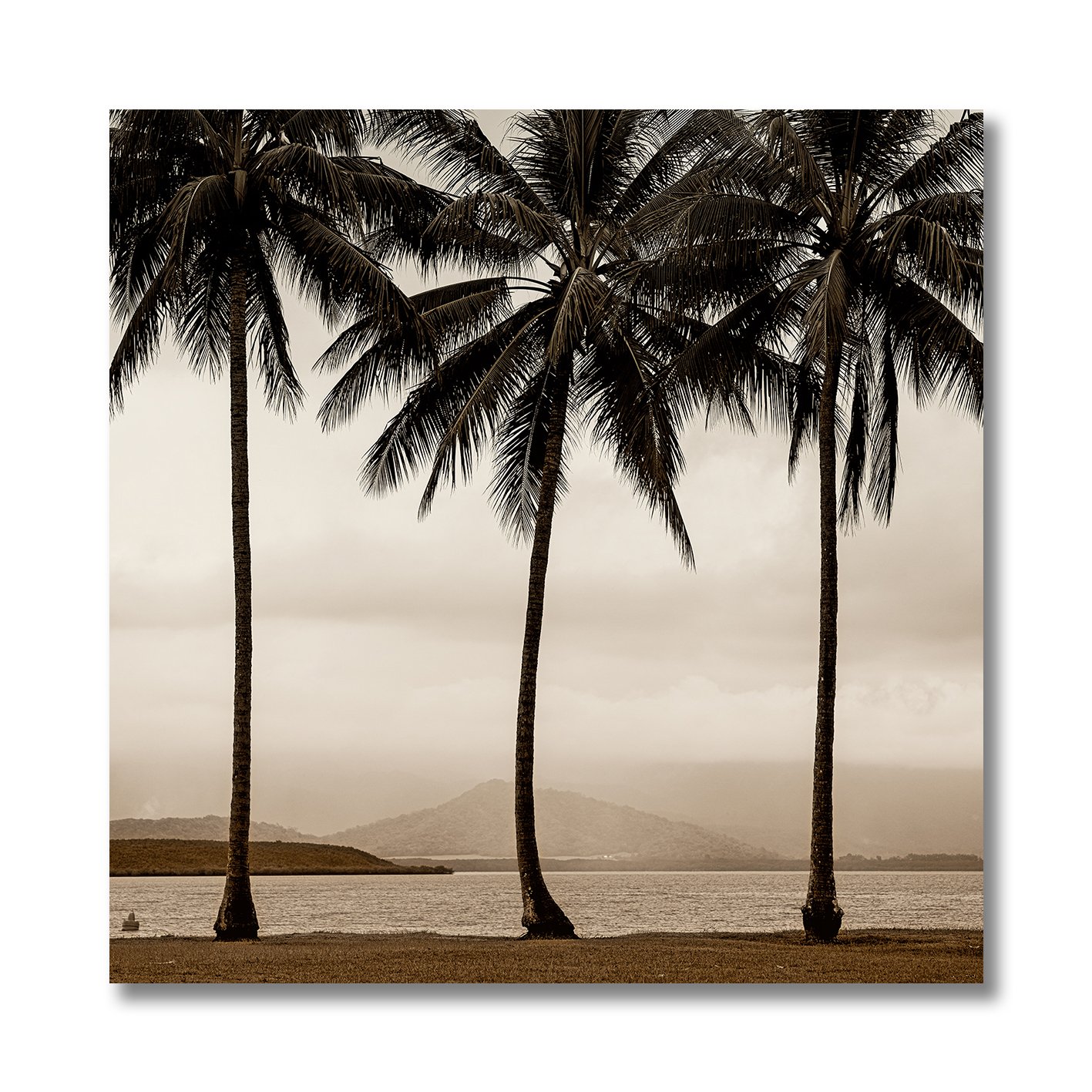 Black and white photograph of palm trees beside misty Queensland water