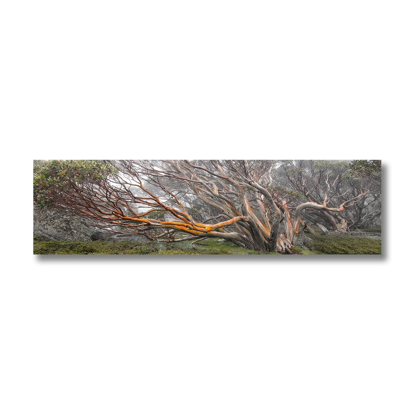 photograph of twisted snow gum tree in misty australian alps