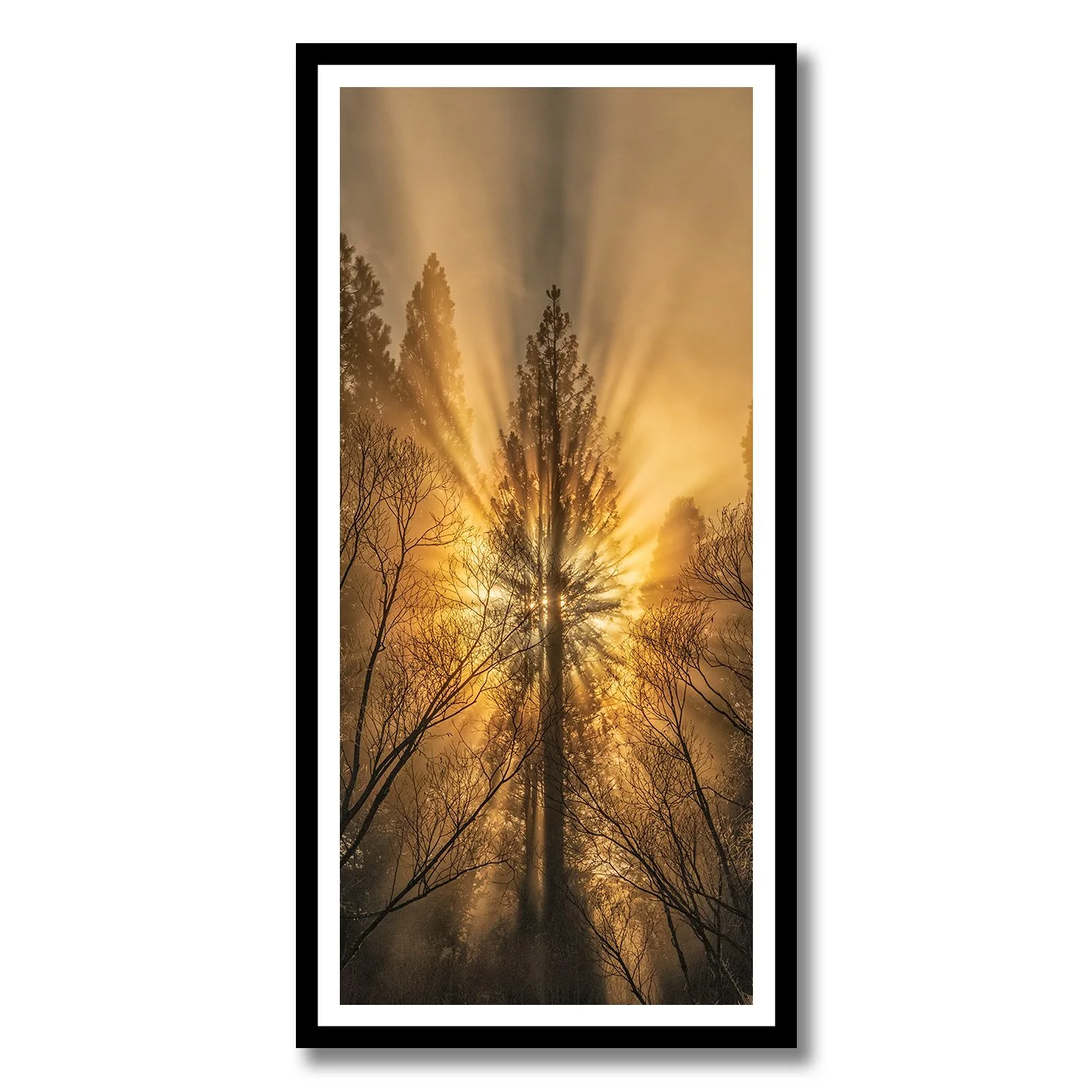 Sun rays bursting through tall pine tree in misty forest photograph