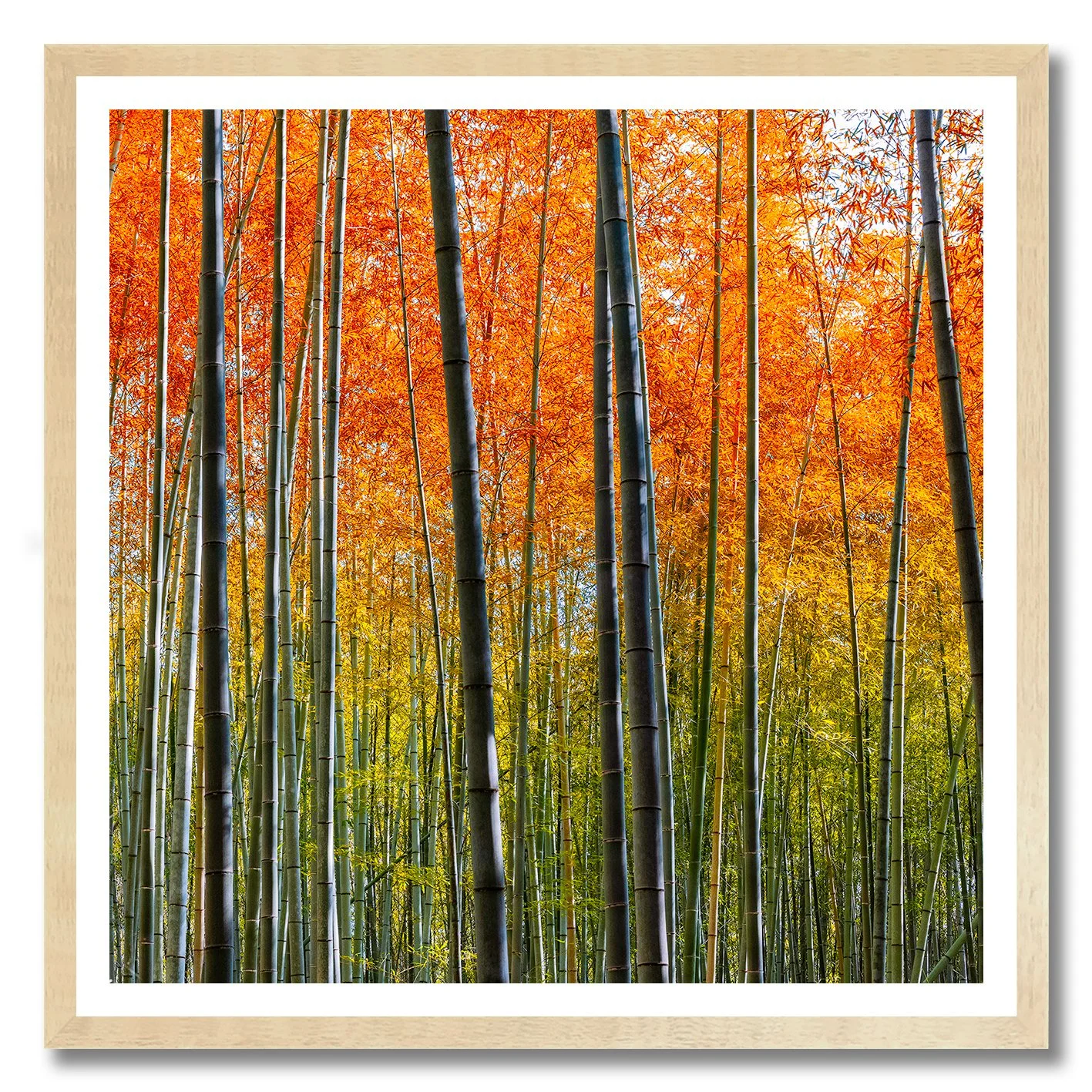 photograph of kyoto bamboo forest with golden and orange autumn leaves