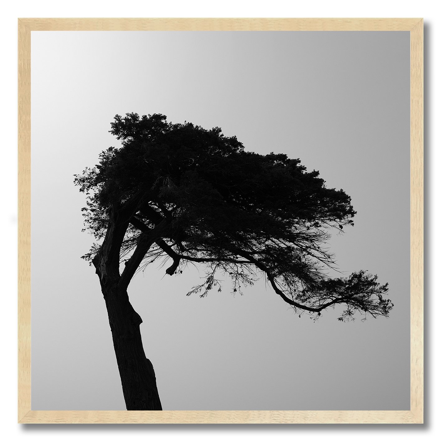 black and white photograph of windswept tree in williamstown haze