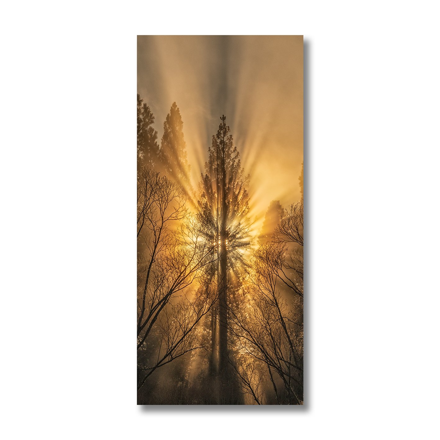 Sun rays bursting through tall pine tree in misty forest photograph