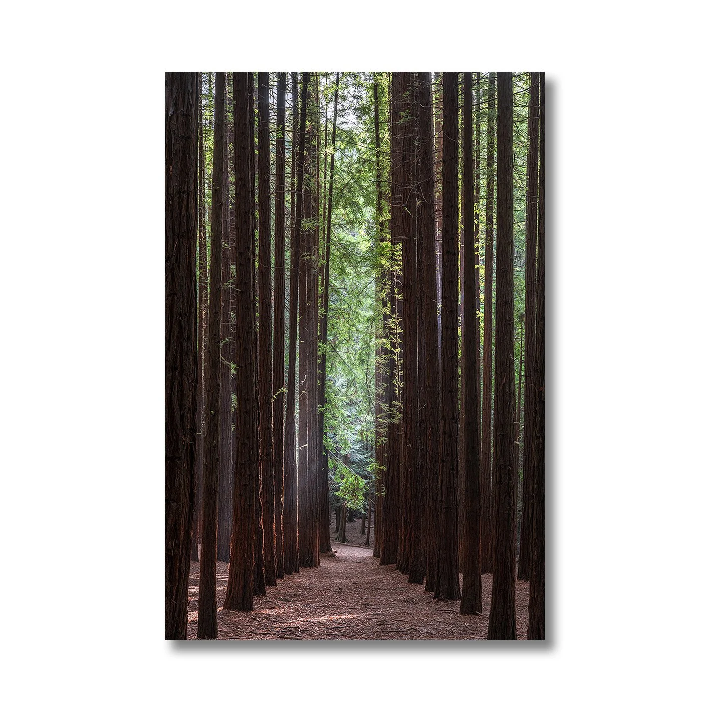 Redwood forest photograph with tall straight trees and central pathway