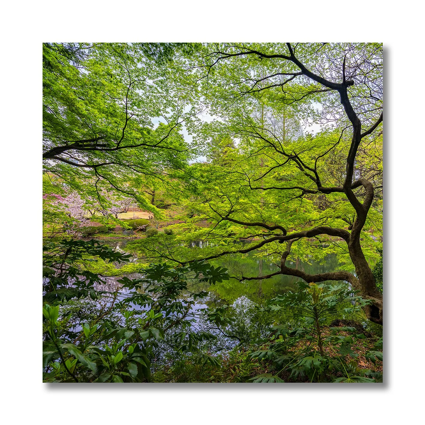 photograph of japanese garden trees and reflections in calm pond