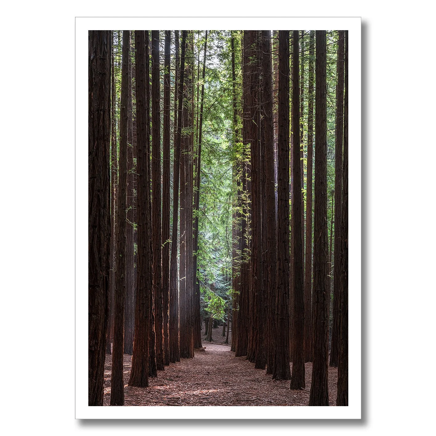 Redwood forest photograph with tall straight trees and central pathway