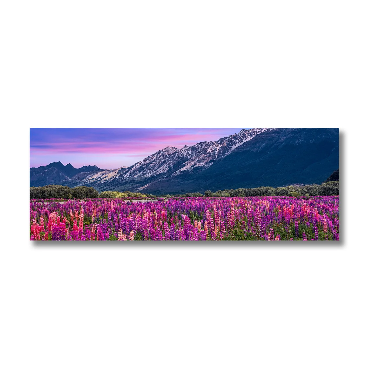 fine art photograph of lupin flowers in bloom with snow covered mountains in new zealand