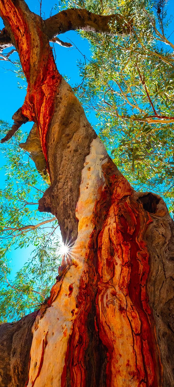 Colourful eucalyptus tree bark with sunburst and blue sky, Australian landscape photograph