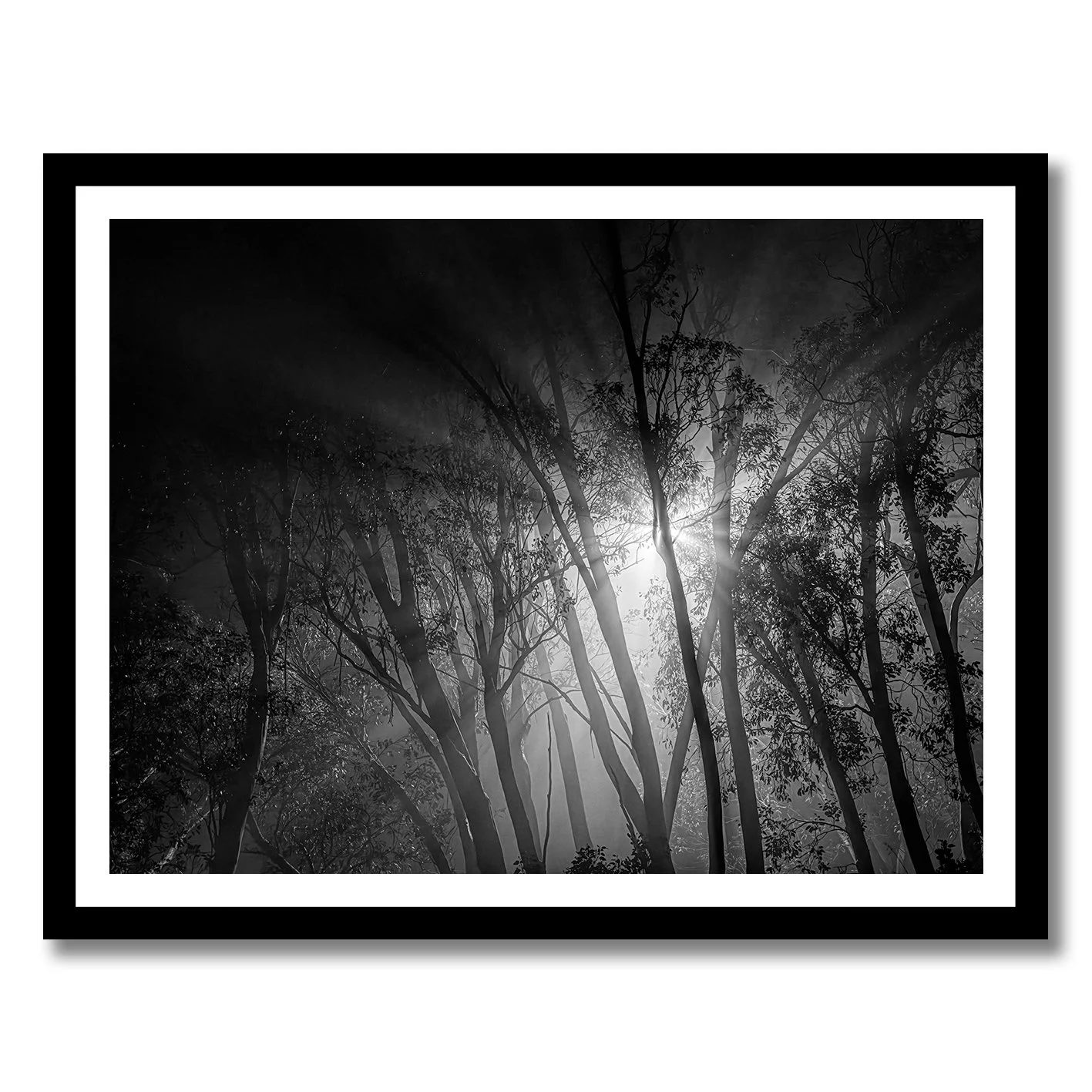 Black and white forest photograph with bright light through misty trees