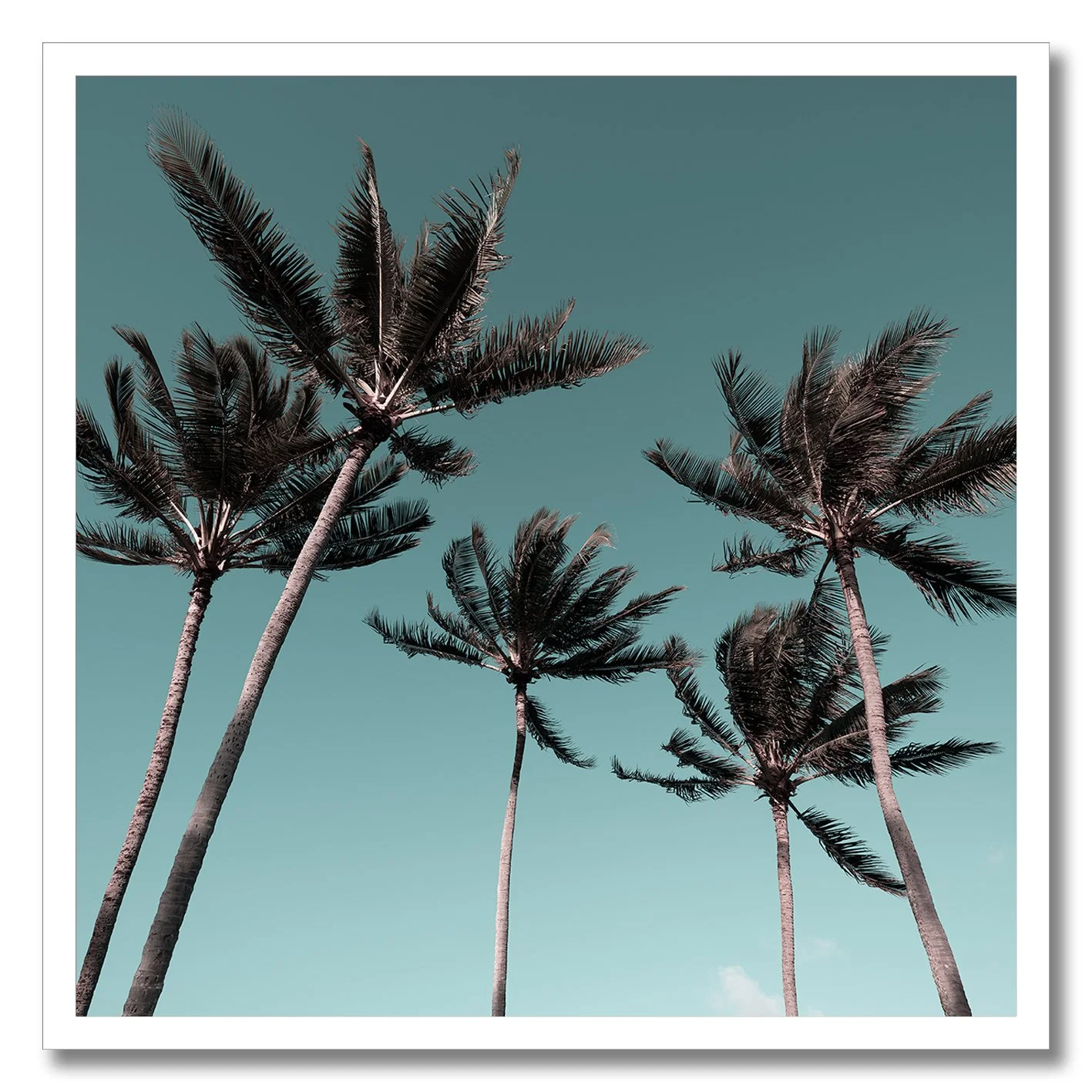 fine art photograph of tall palm trees swaying under clear turquoise sky