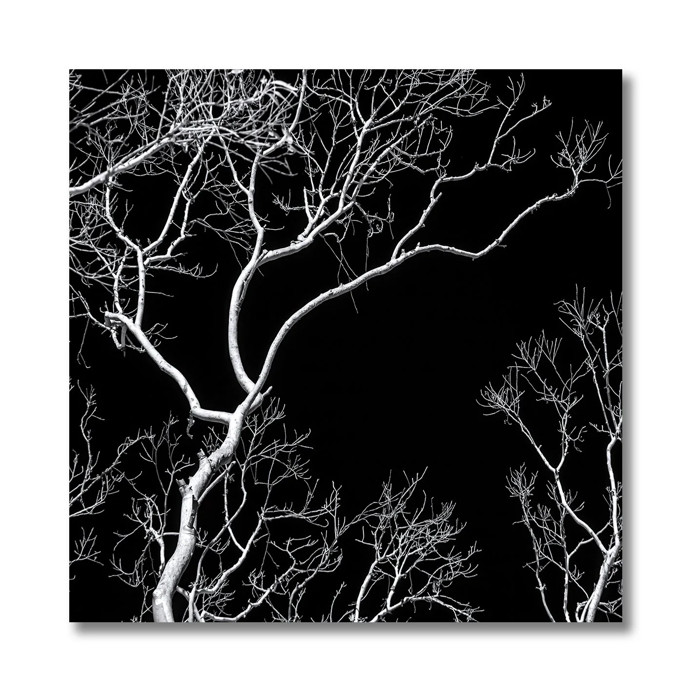 Black and white photograph of bare tree branches against a dark night sky