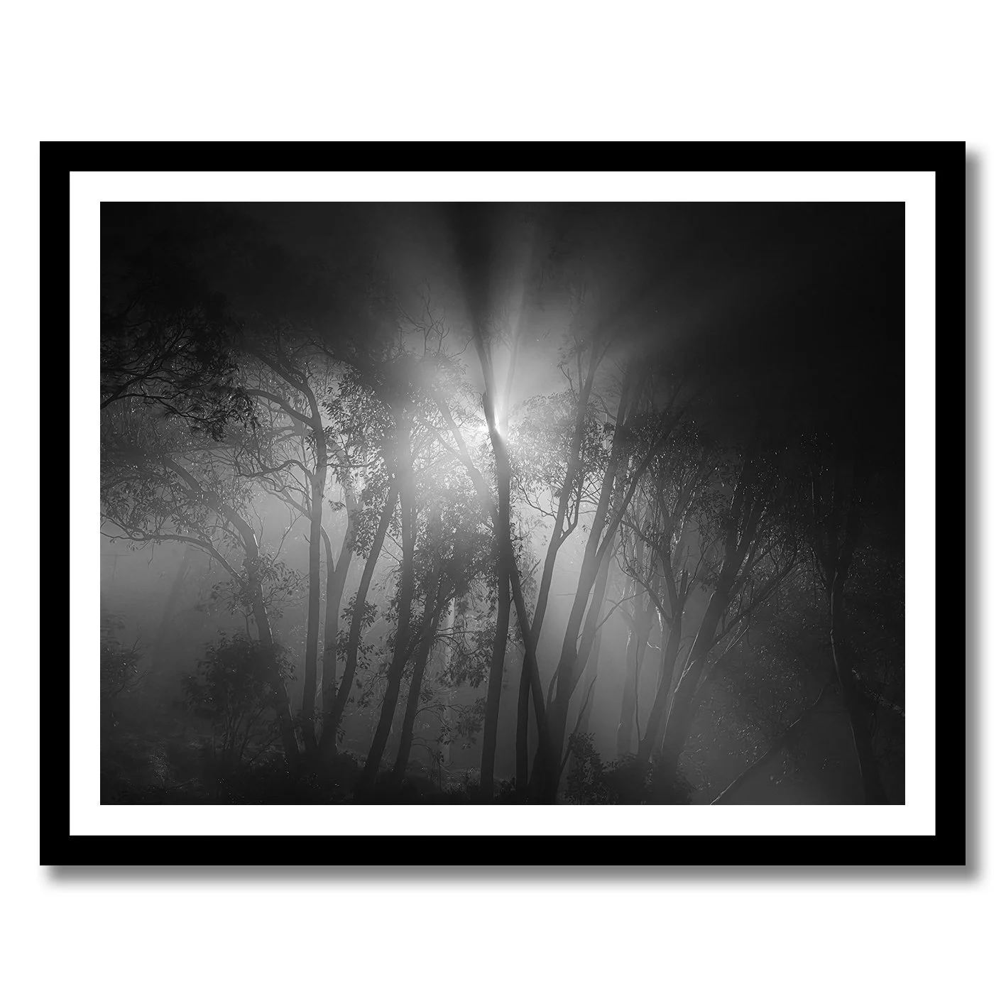 Black and white forest photograph with light beams and mist at night