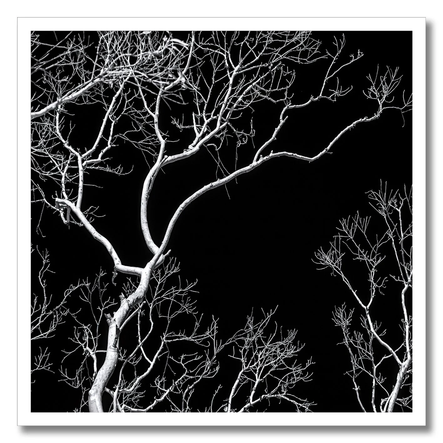 Black and white photograph of bare tree branches against a dark night sky