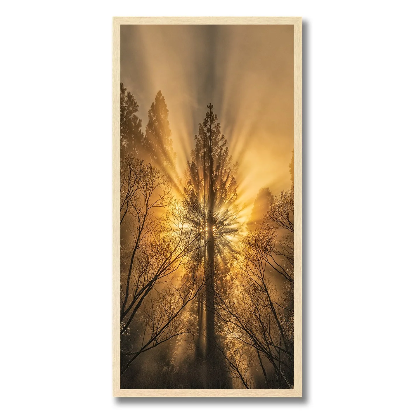 Sun rays bursting through tall pine tree in misty forest photograph