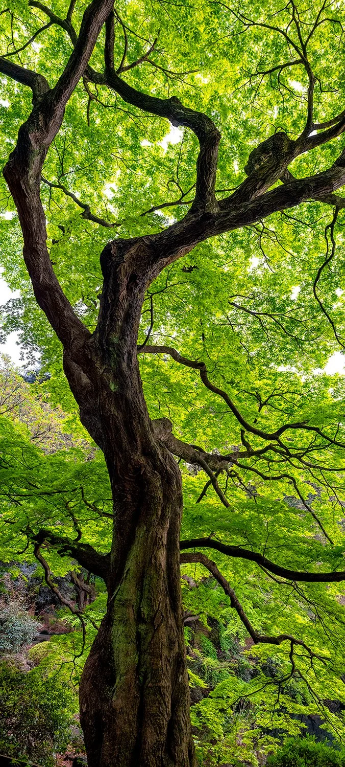 Japanese maple tree with twisting branches and vibrant green canopy, landscape photograph