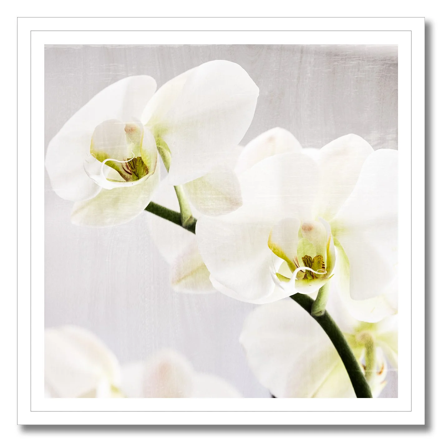 fine art photograph of white orchids with soft natural light and texture