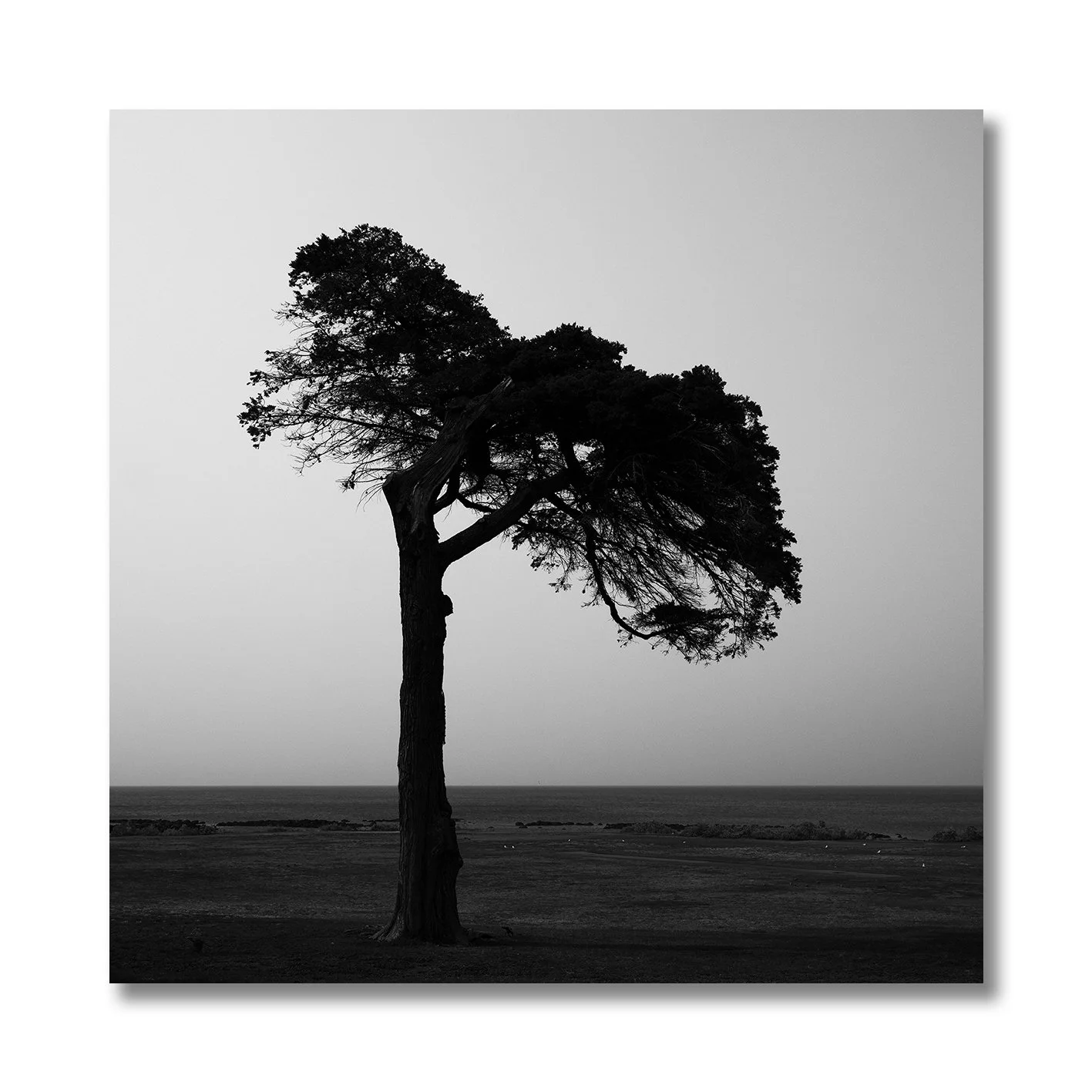 black and white photograph of lone coastal tree in williamstown haze