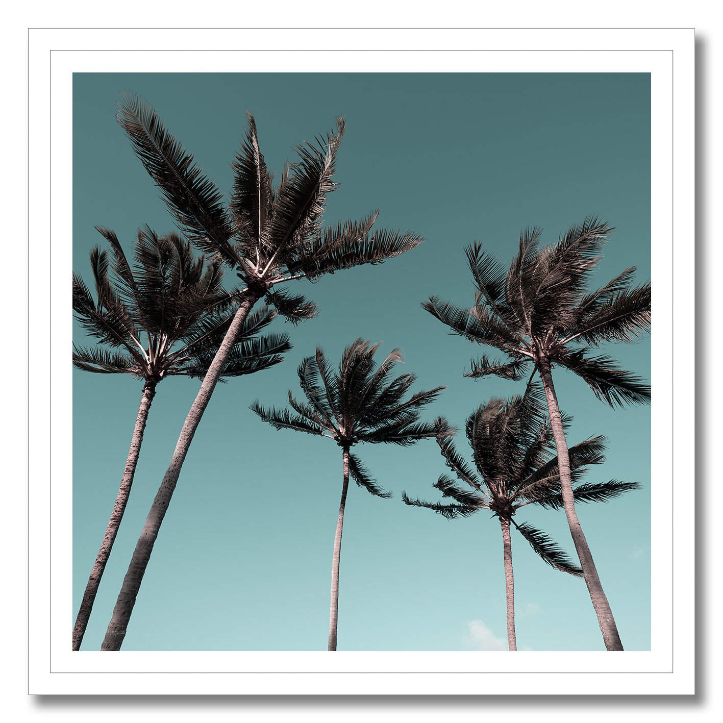 fine art photograph of tall palm trees swaying under clear turquoise sky