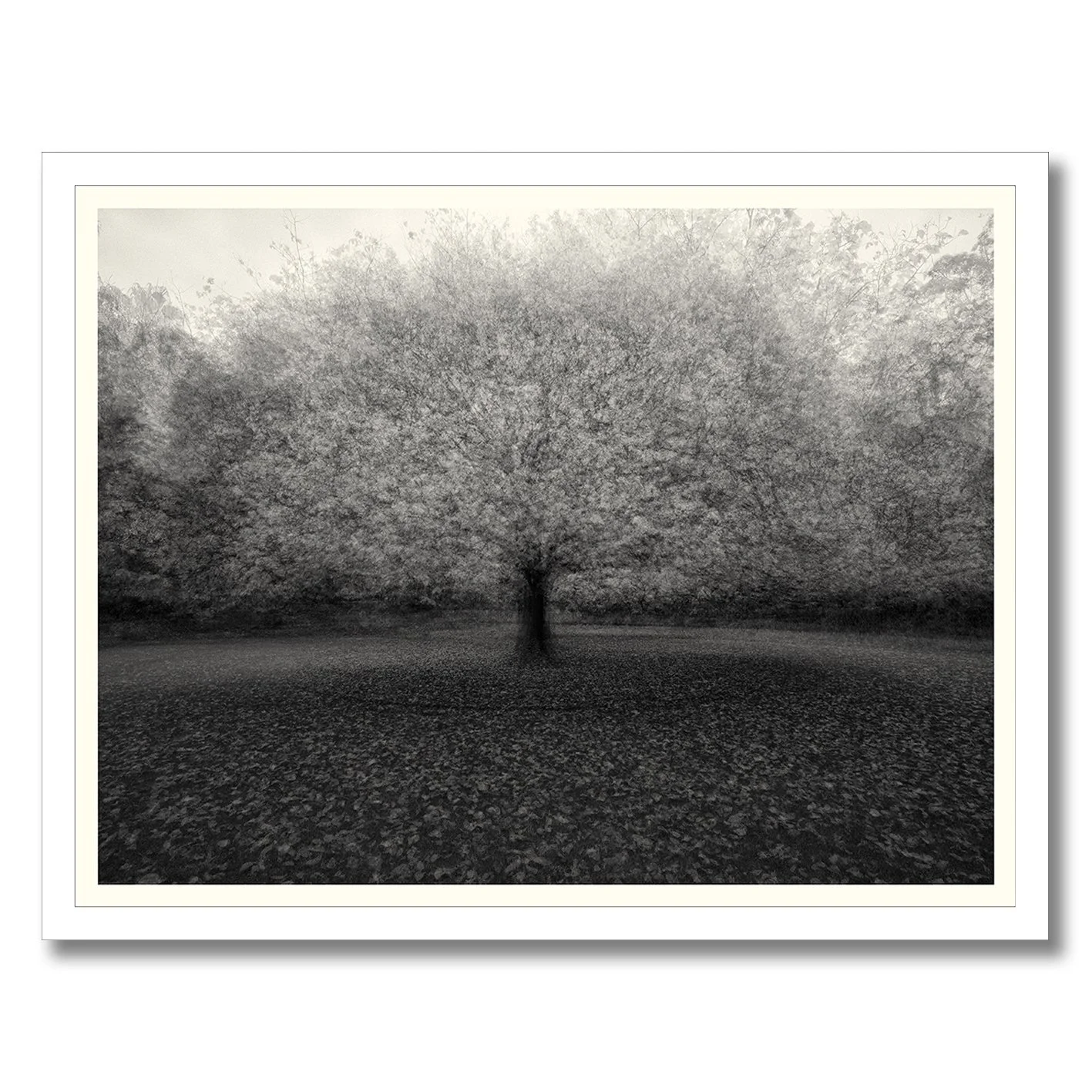 Black and white multiple exposure tree photograph with soft atmospheric motion
