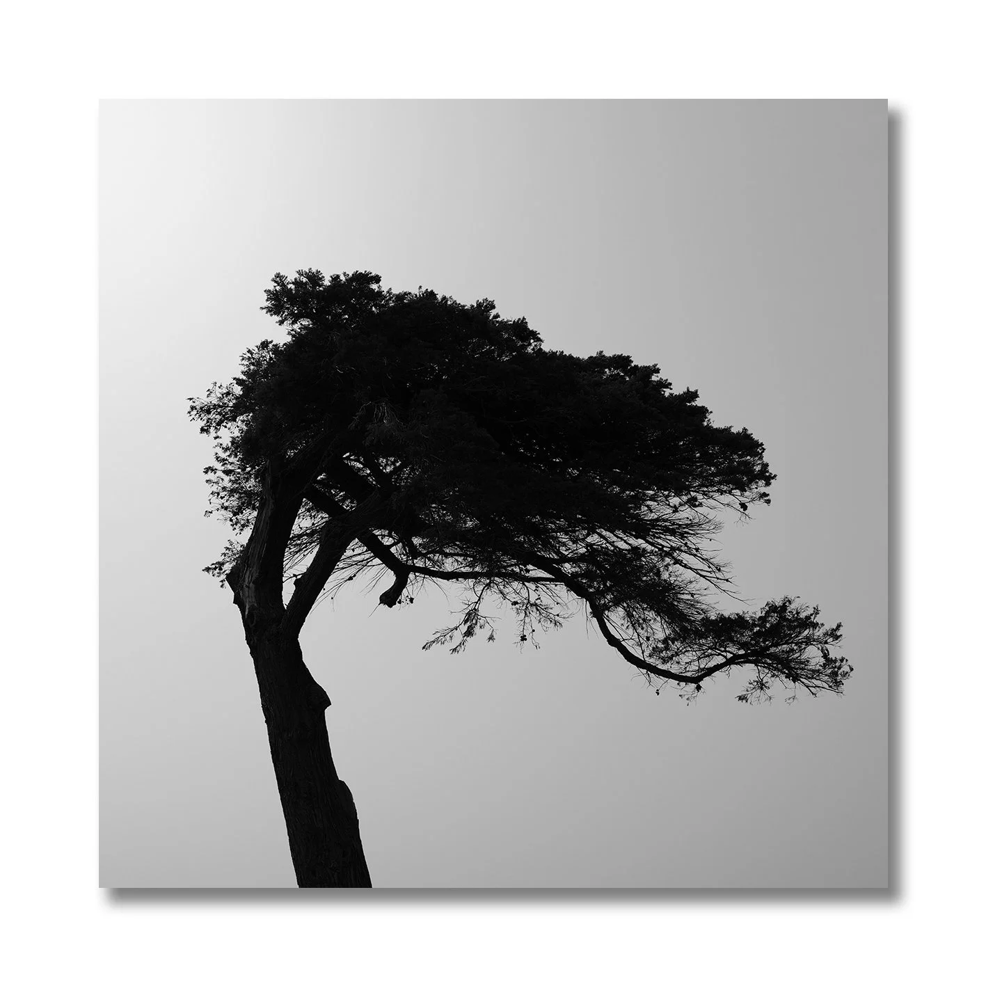 black and white photograph of windswept tree in williamstown haze