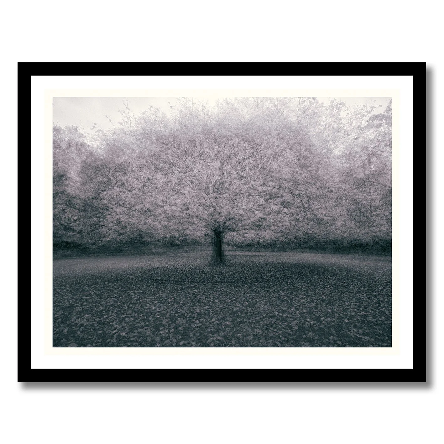 Monochromatic multiple exposure tree photograph with soft atmospheric motion