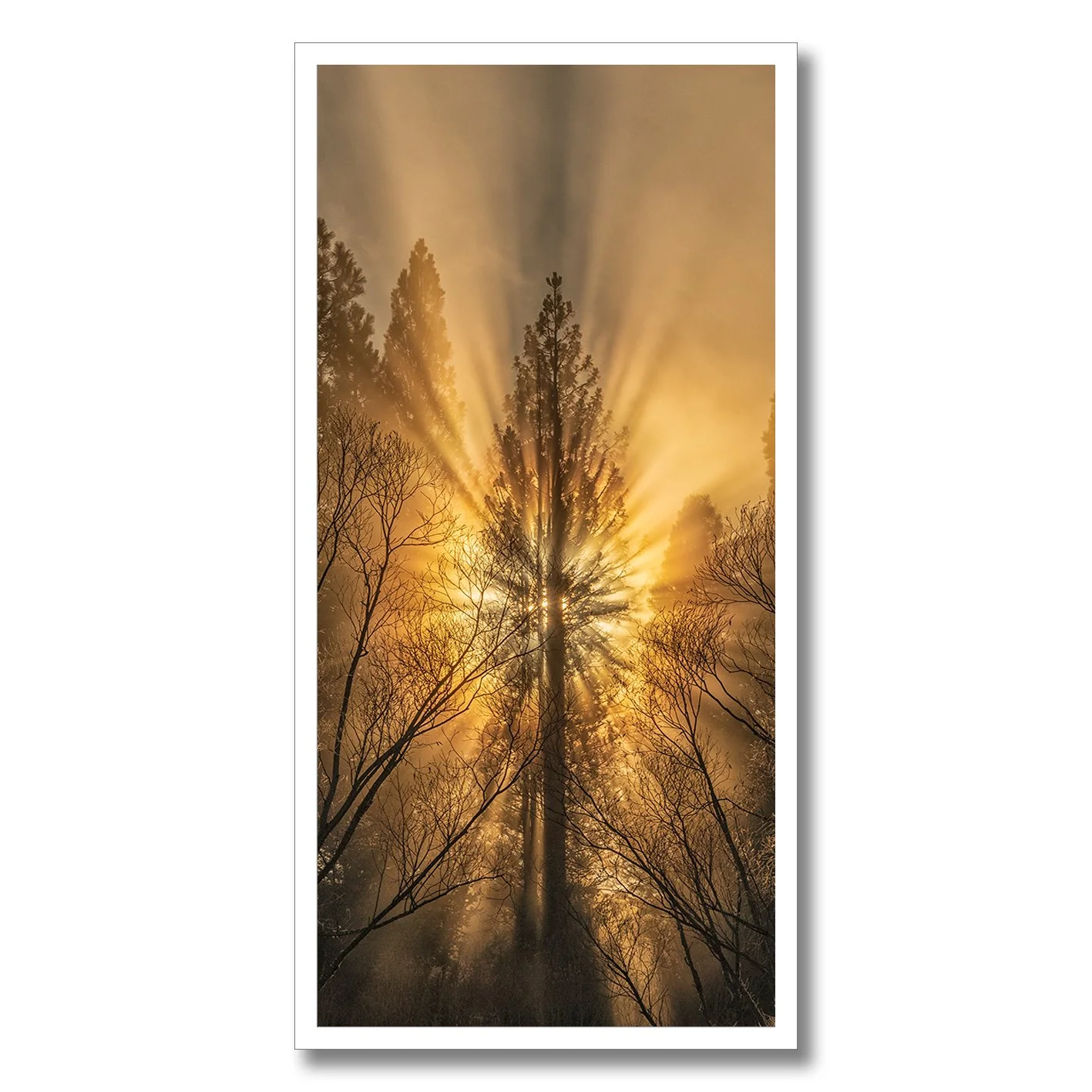 Sun rays bursting through tall pine tree in misty forest photograph