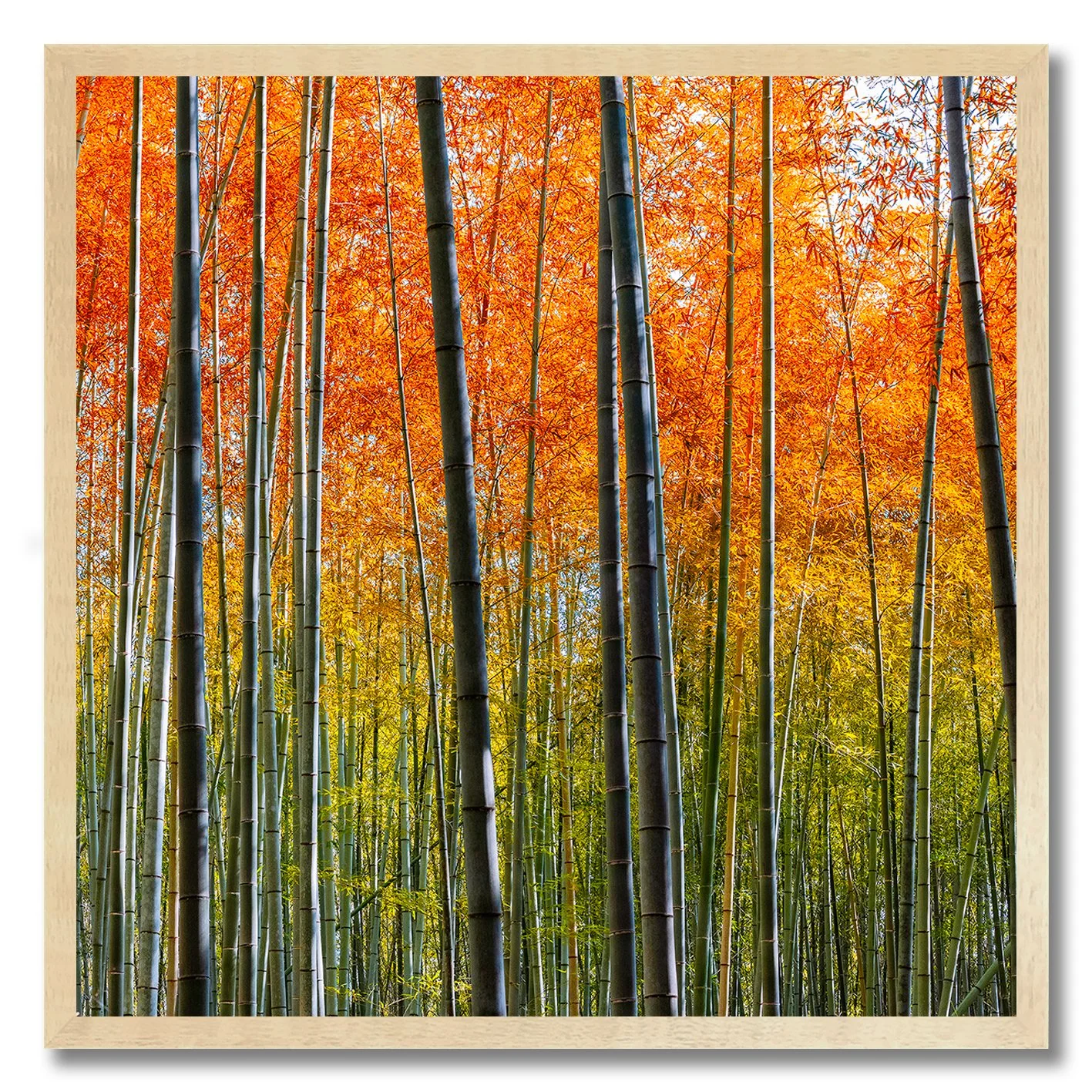 photograph of kyoto bamboo forest with golden and orange autumn leaves