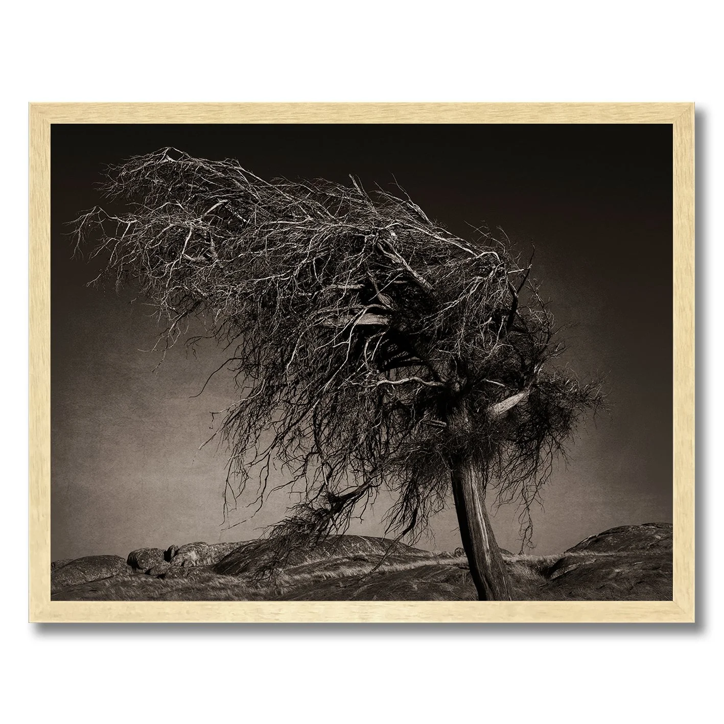 Black and white photograph of a gnarled wind-shaped tree in rocky landscape