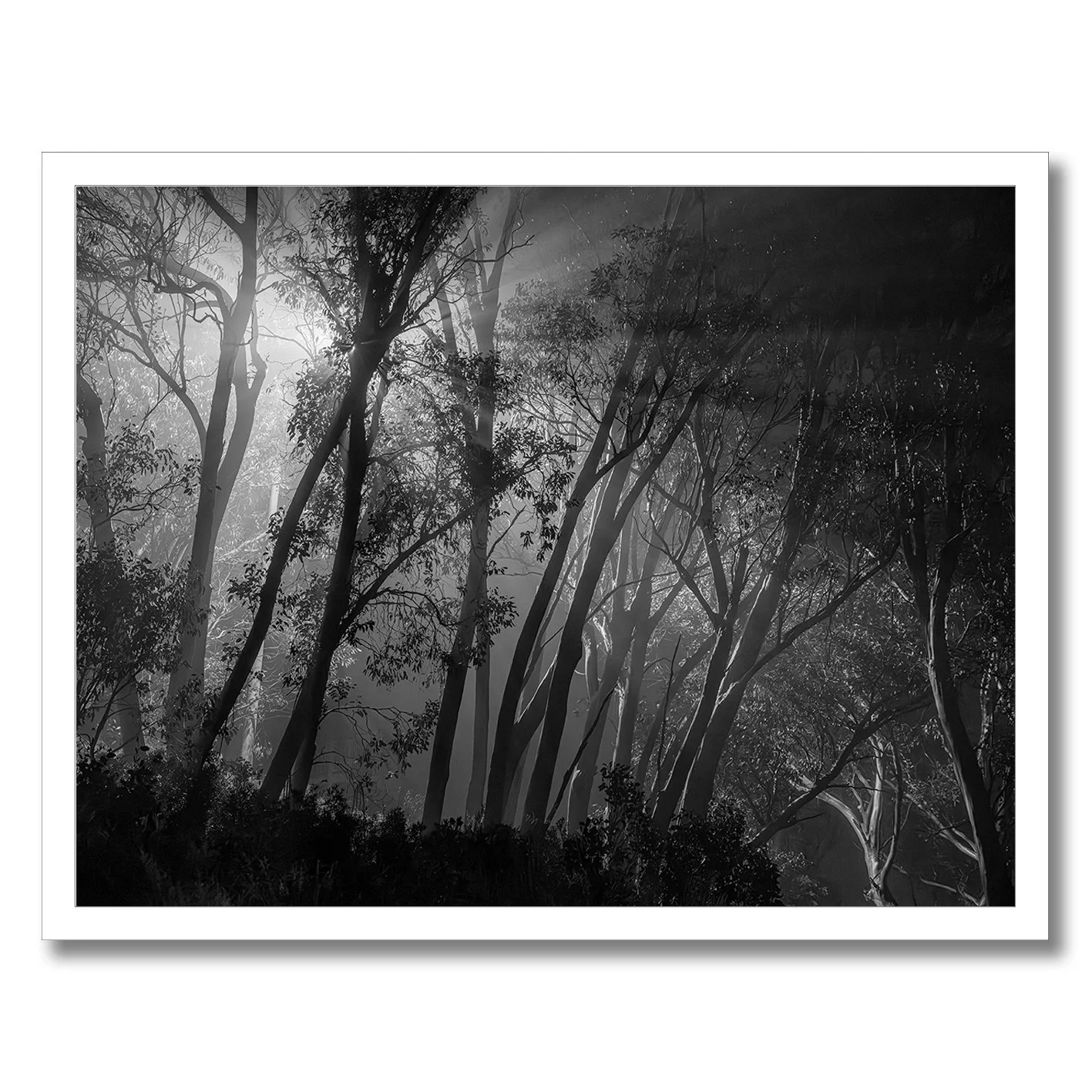 Black and white forest photograph with glowing light beams through trees