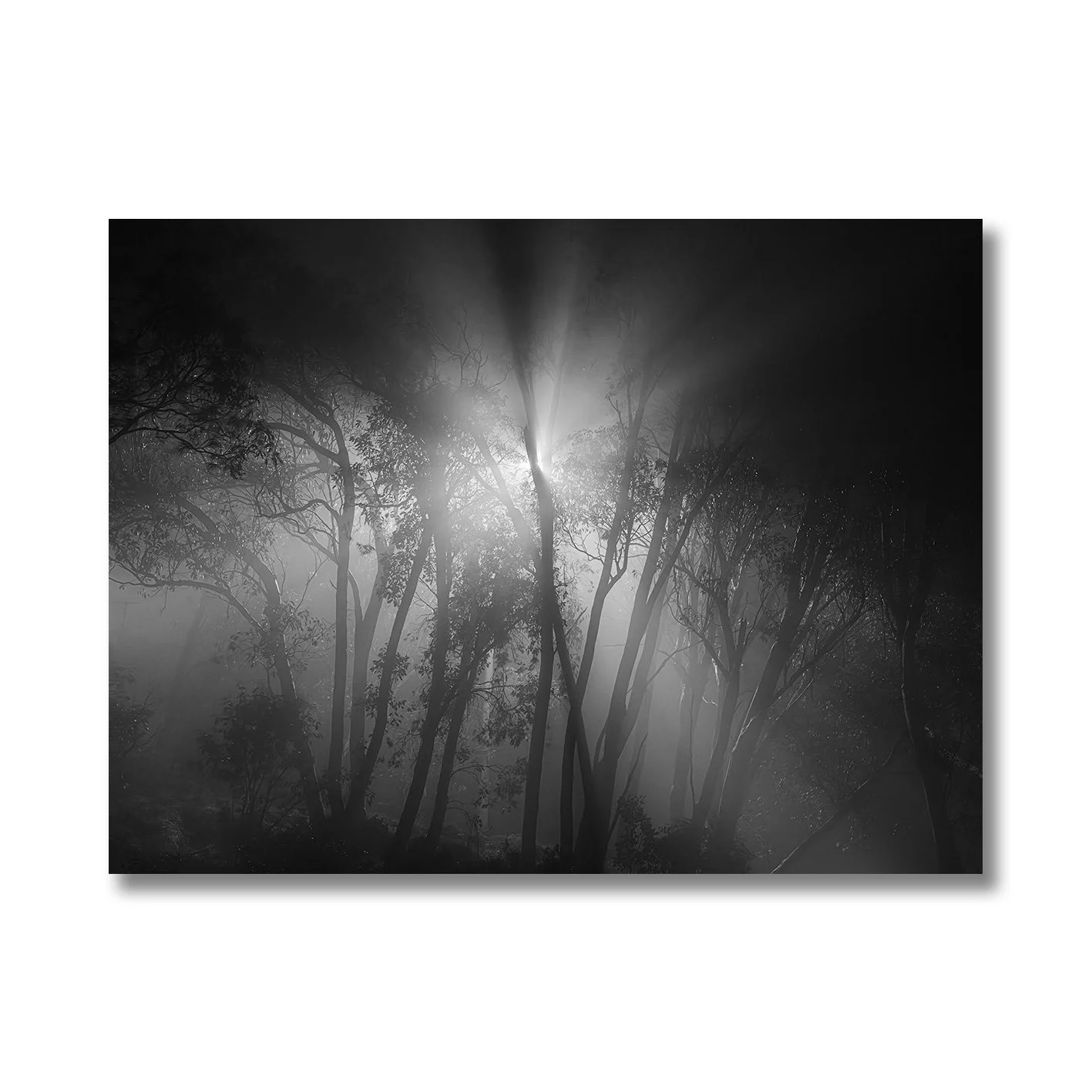 Black and white forest photograph with light beams and mist at night