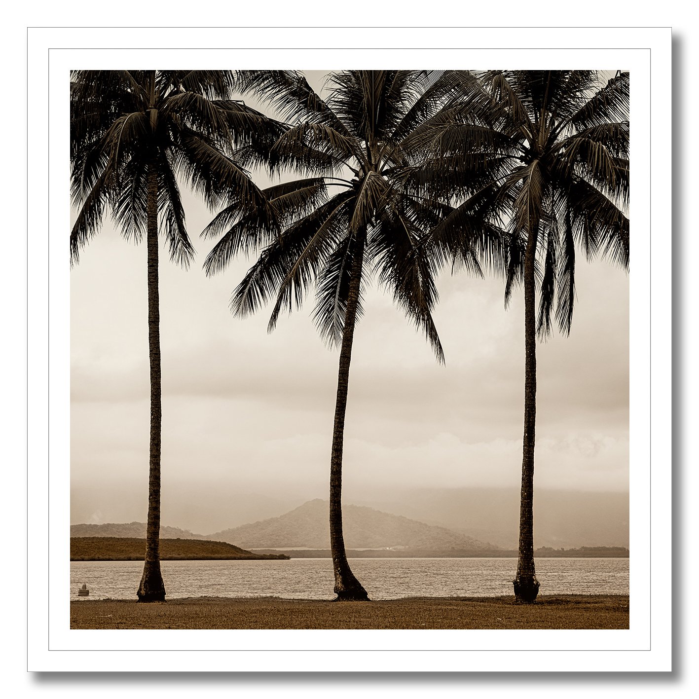 Black and white photograph of palm trees beside misty Queensland water