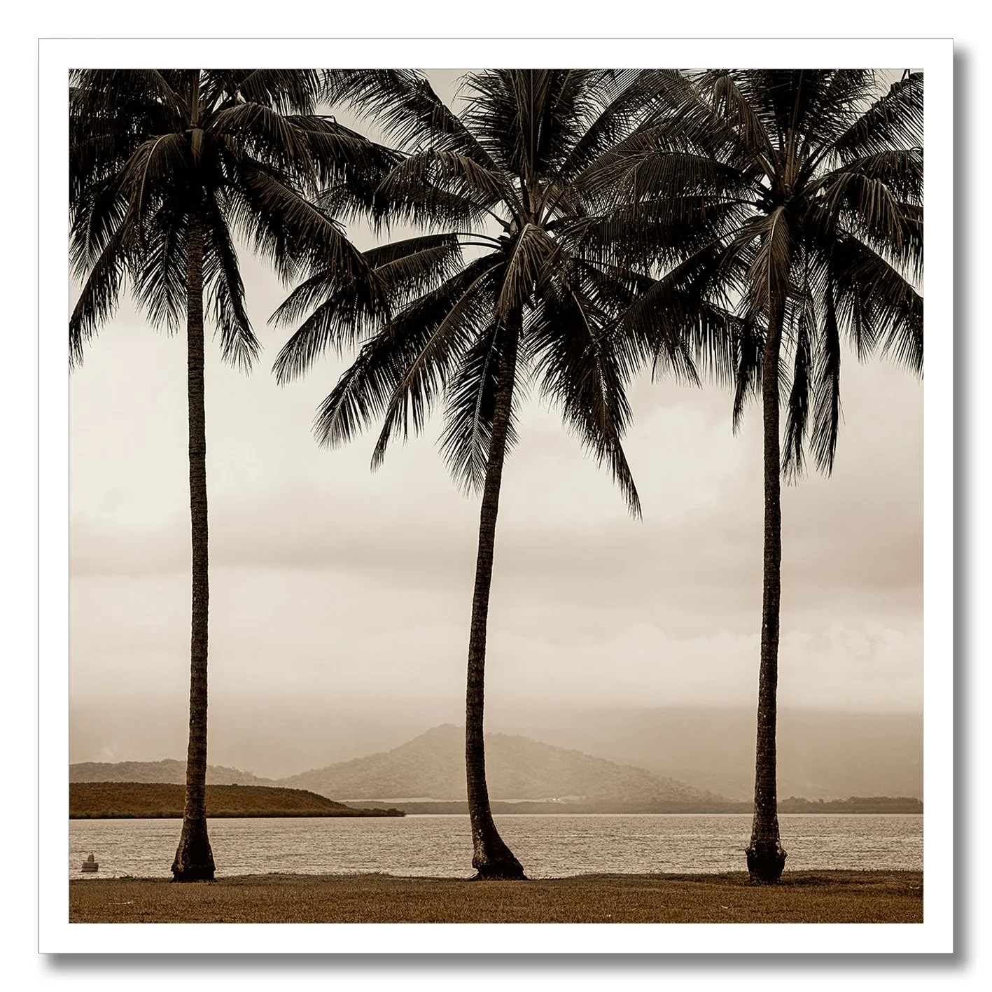 Black and white photograph of palm trees beside misty Queensland water