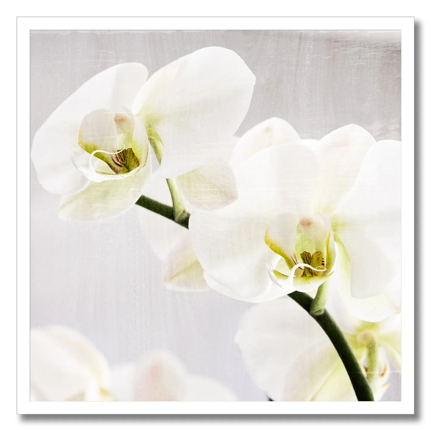 fine art photograph of white orchids with soft natural light and texture