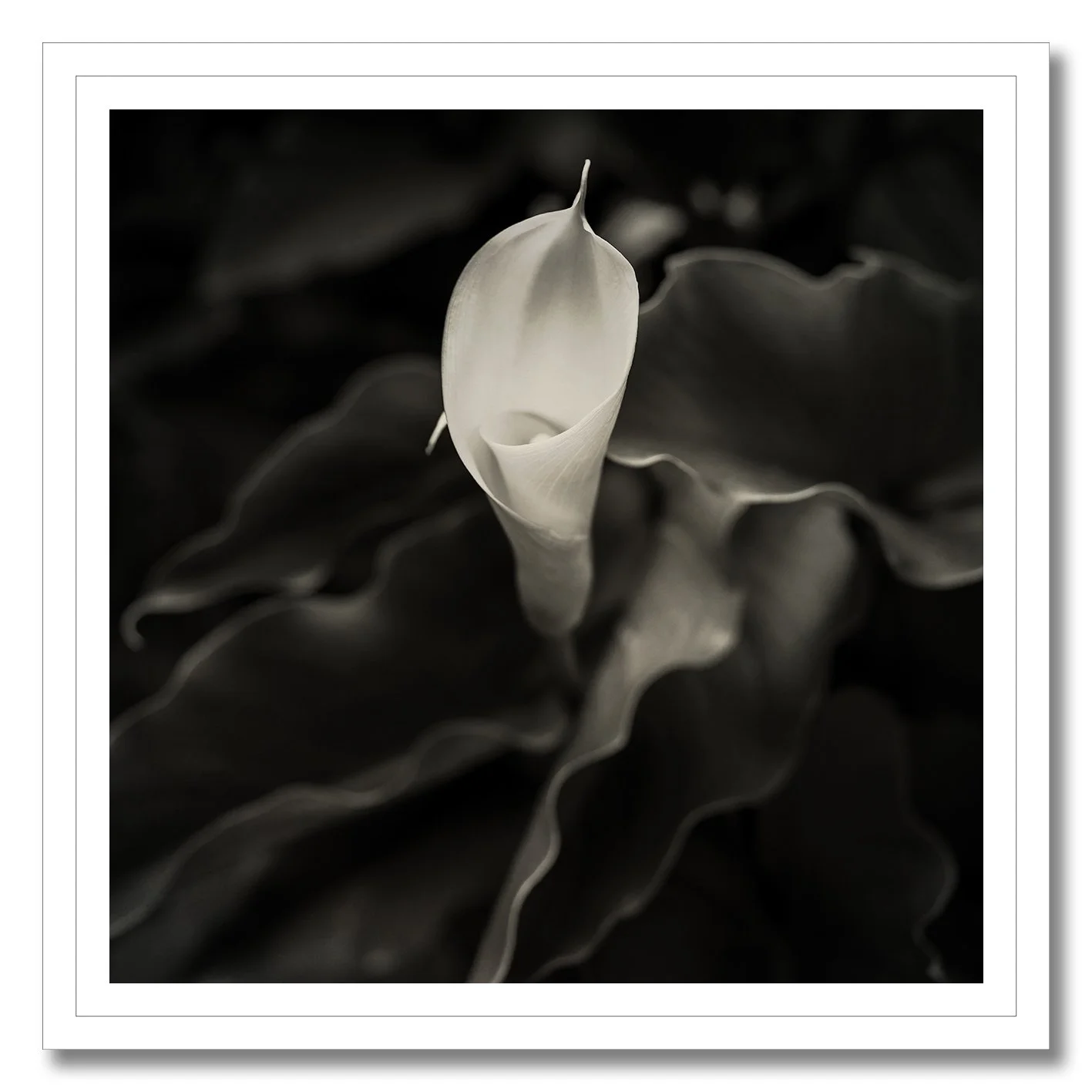 black and white photograph of a single calla lily flower close up