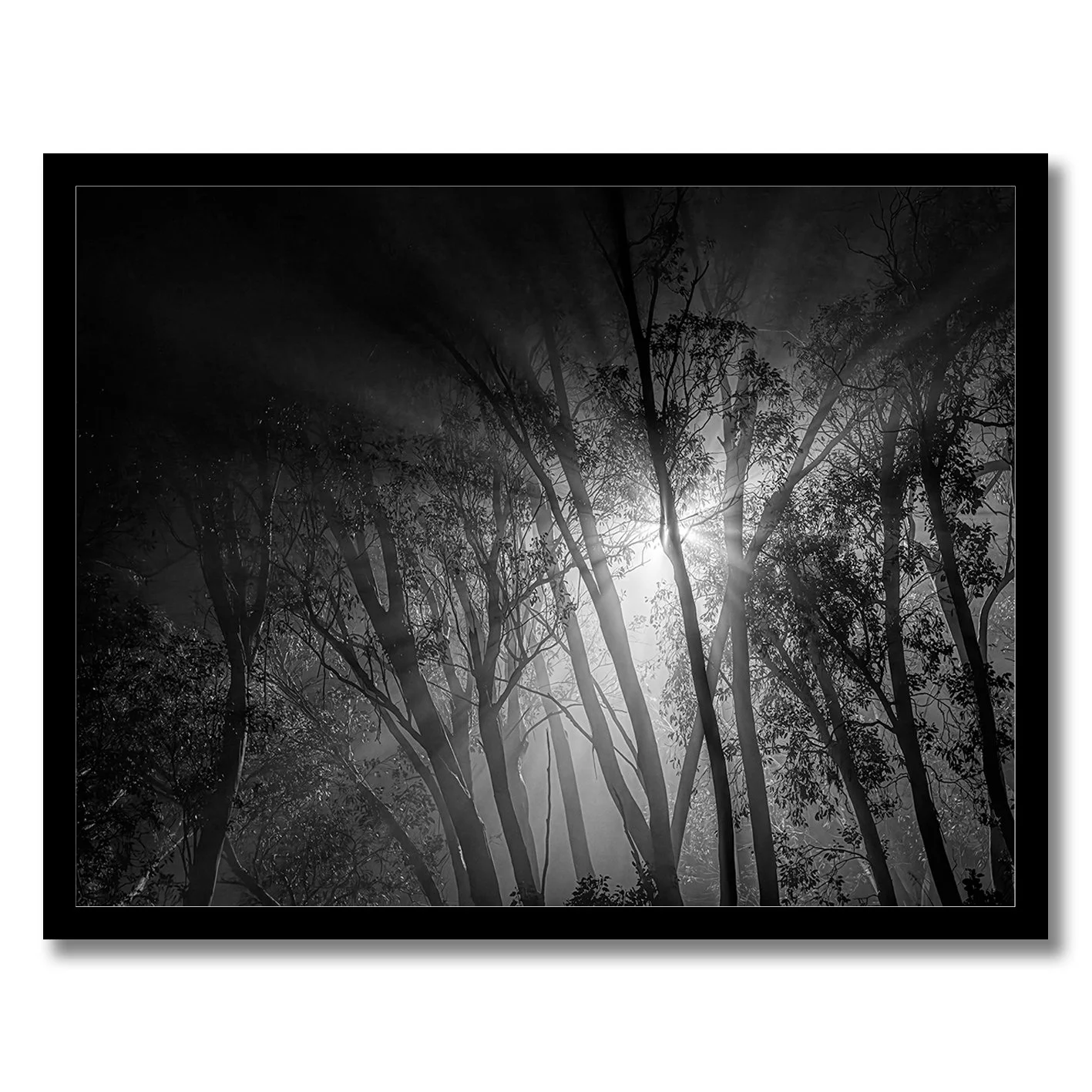 Black and white forest photograph with bright light through misty trees