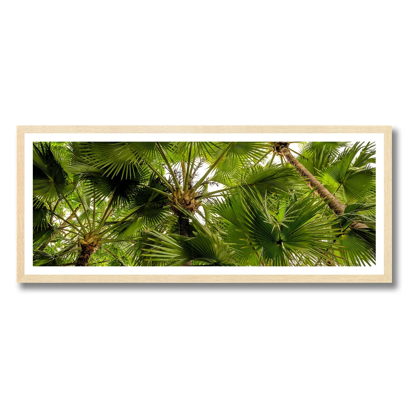 fine art photograph of daintree rainforest canopy in queensland with tropical palm leaves