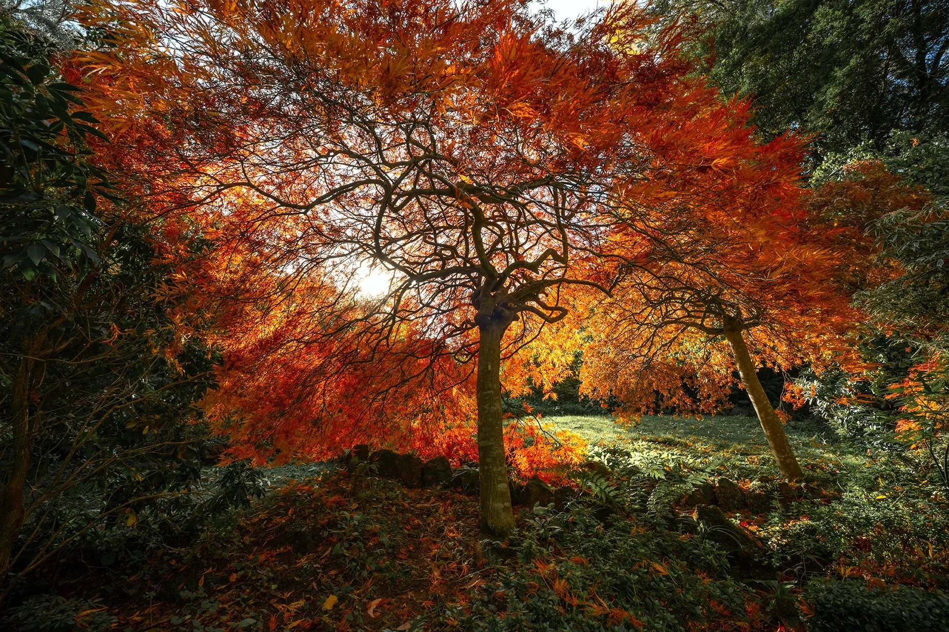 Autumn photograph of Japanese maple tree with glowing orange leaves and sunlight filtering through branches